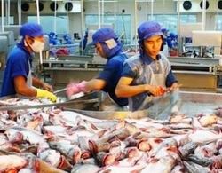 Xây dựng chuỗi cung ứng cá tra, cá basa bền vững tại Việt Nam - ảnh 1